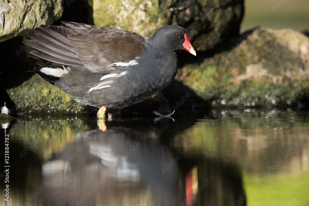 Common Moorhen, Moorhen, Gallinula chloropus