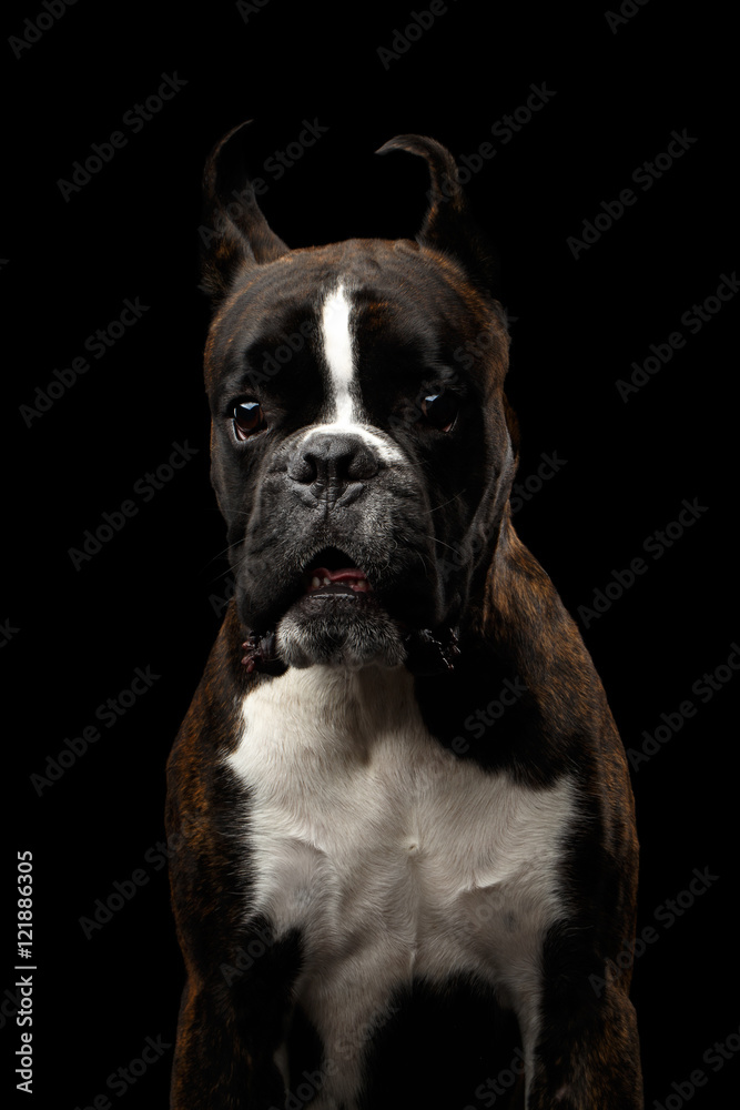 Close-up Portrait of Purebred Boxer Dog Brown with White Fur Color surprised Looks in Camera Isolated on Black Background