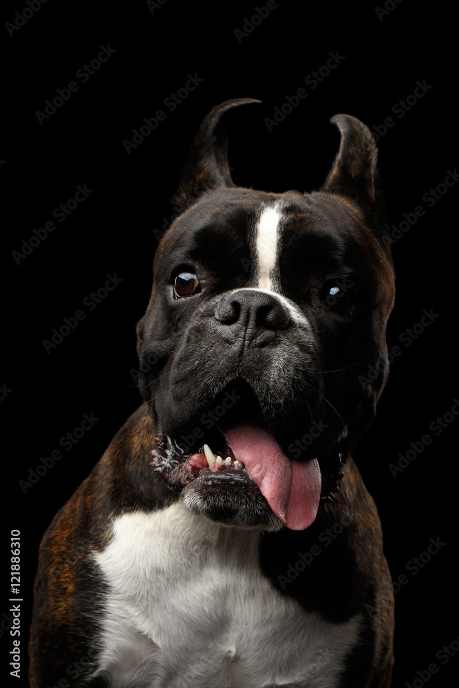 Close-up Portrait of Funny Purebred Boxer Dog Brown with White Fur Color Surprised Stare and hung down tongue to side Isolated on Black Background