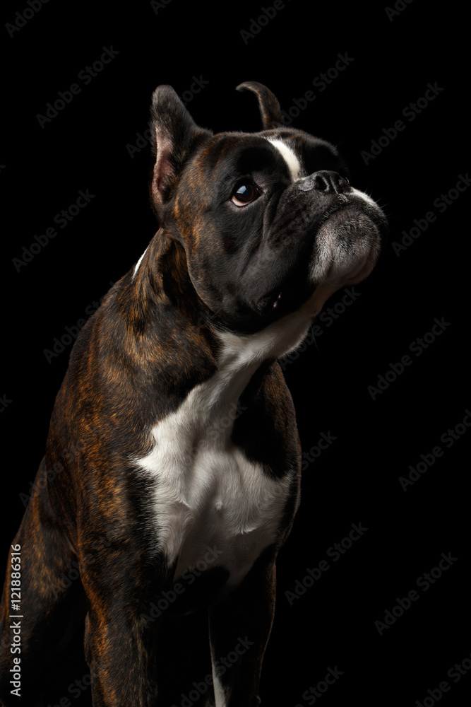 Close-up Portrait of Funny Purebred Boxer Dog Brown with White Fur Color Stare up and close mouth with annoyed Isolated on Black Background