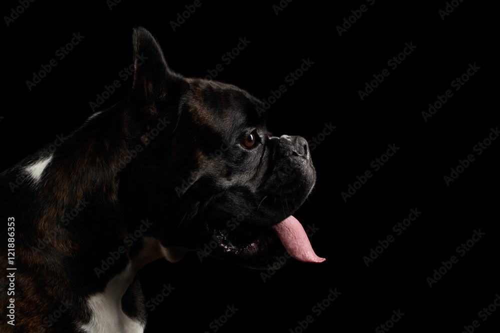 Close-up Portrait of Purebred Boxer Dog Brown with White Fur Color Stare with tongue in Profile view Isolated on Black Background