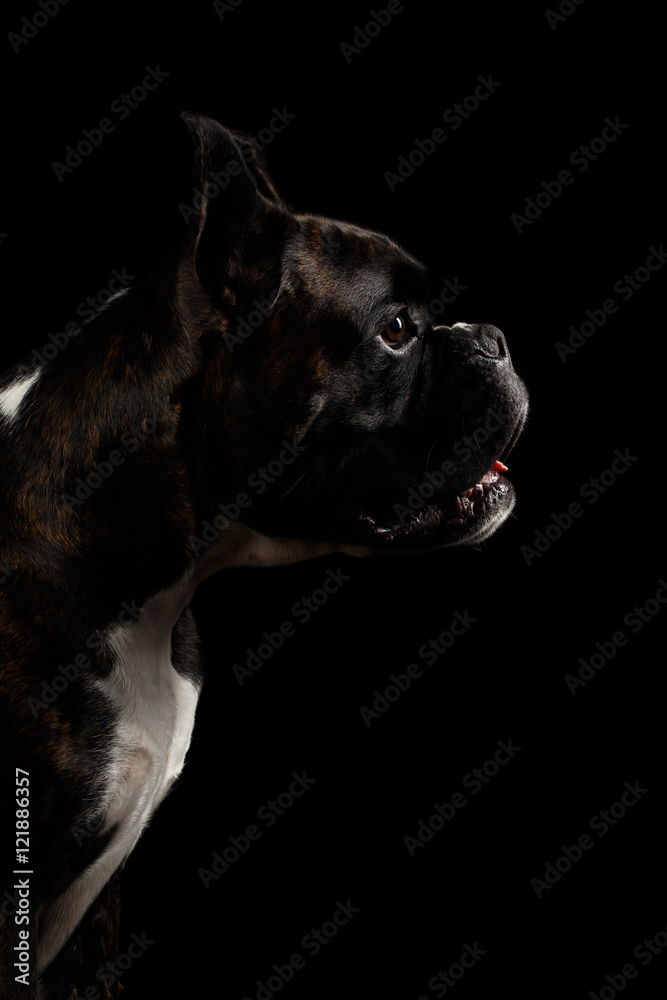 Close-up Portrait of Purebred Boxer Dog Brown with White Fur Color Stare in Profile view Isolated on Black Background