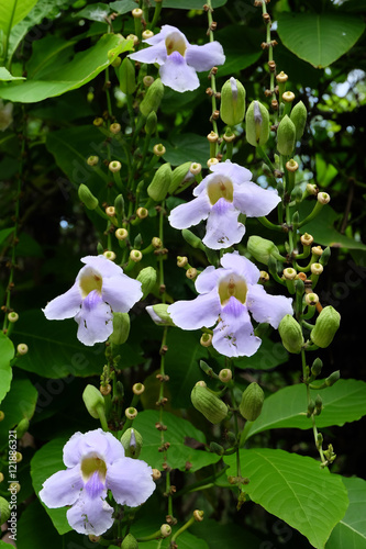 Thunbergia laurifolia