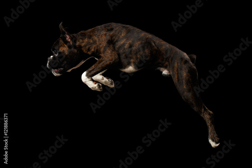 Jumping Boxer Dog Brown with White Fur Color Isolated on Black Background © seregraff