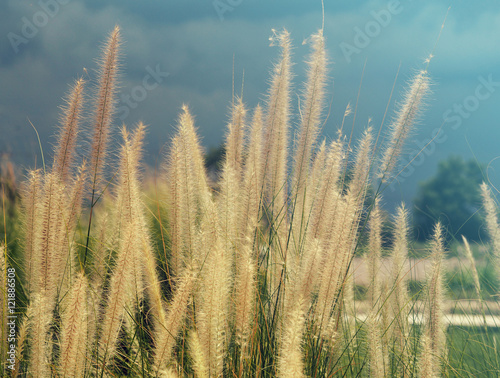 Feather pennisetum, Mission grass flower plant on road side, Summer style filter.