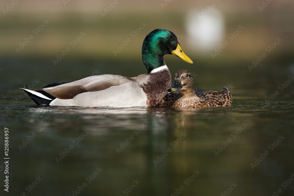 Mallard, Duck, Anas platyrhynchos - Copulation. Mallard, Duck, Anas platyrhynchos - Copulation.