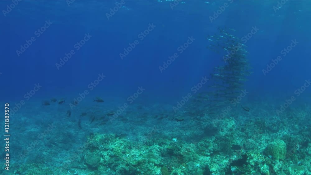 Coral reef with a school of Barracudas and Trevallies. Light reflections, sunrays 4k footage Coral reef with a school of Barracudas and Trevallies. Light reflections, sunrays 4k footage