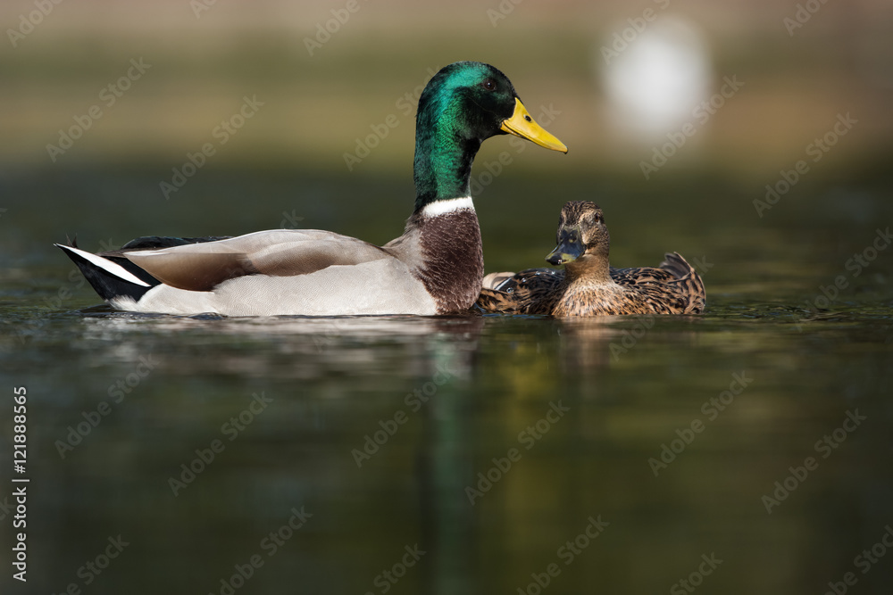 Mallard, Duck, Anas platyrhynchos - Copulation. Mallard, Duck, Anas platyrhynchos - Copulation.
