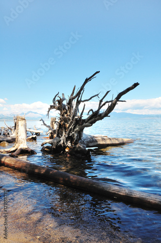 coast of lake Hovsgol. Dry trees logs.Blue sky and mountains at horizon.