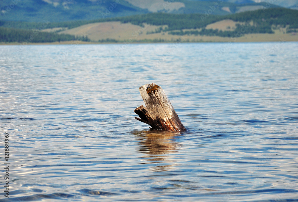 Fototapeta premium coast of lake Hovsgol. Dry trees logs.Blue sky and mountains at horizon.