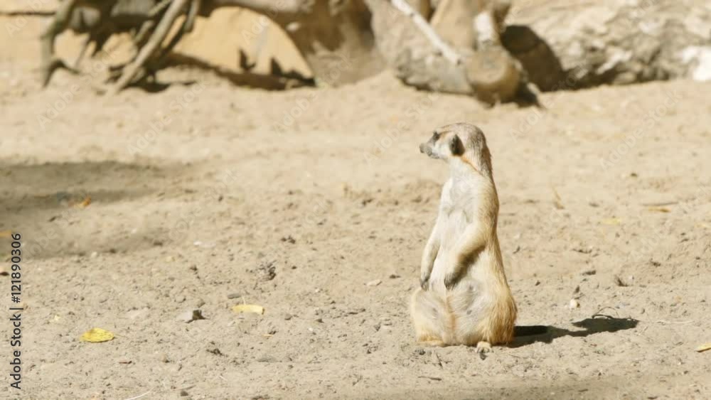SLOW MOTION: Meerkat guard on a sand SLOW MOTION: Meerkat guard on a sand
