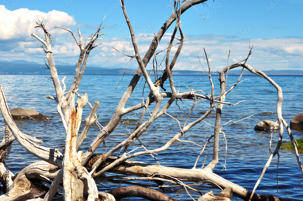coast of lake Hovsgol. Dry trees logs.Blue sky and mountains at horizon. coast of lake Hovsgol. Dry trees logs.Blue sky and mountains at horizon.