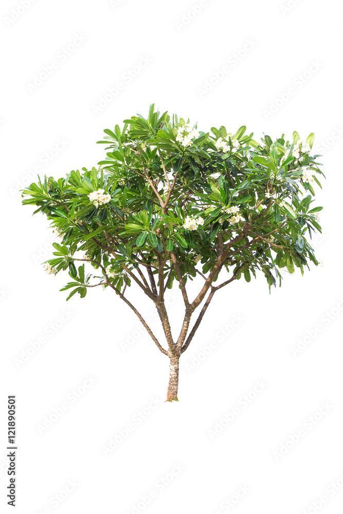 Plumeria tree isolated on white background Plumeria tree isolated on white background