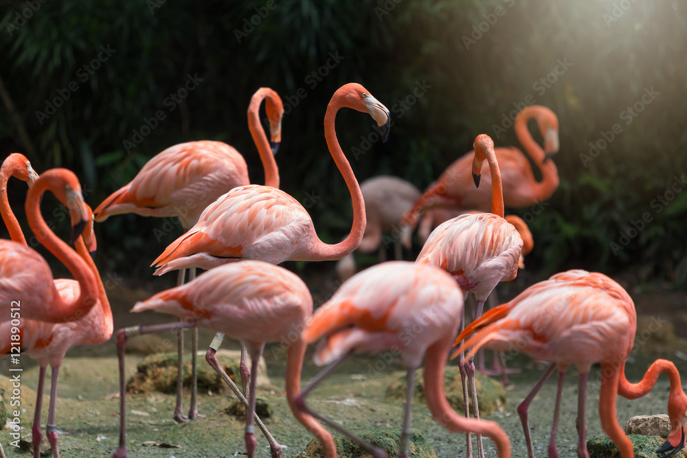 Flock of Pink flamingos standing in water Flock of Pink flamingos standing in water