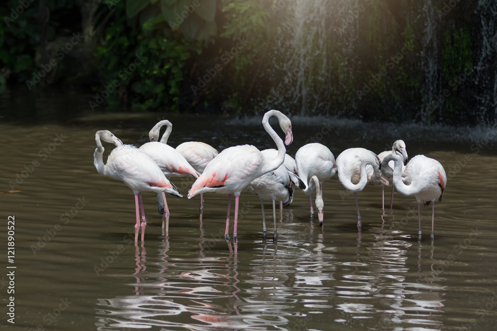 Flock of white flamingos standing in water