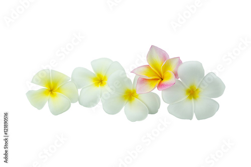 Plumeria flowers isolated on white background photo