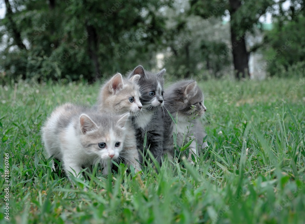 fluffy kitten play at city park fluffy kitten play at city park