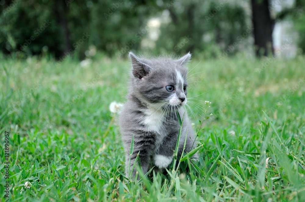 fluffy kitten play at city park