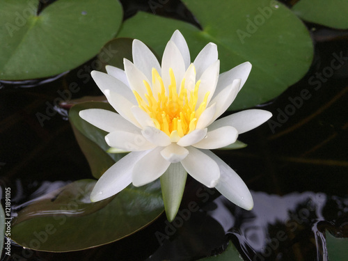 Water lily White   Yellow
