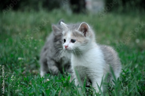 fluffy kitten play at city park