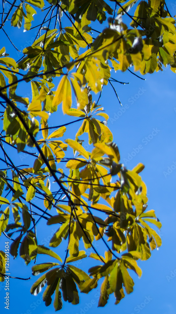 Shorea robusta Leaves Shorea robusta Leaves