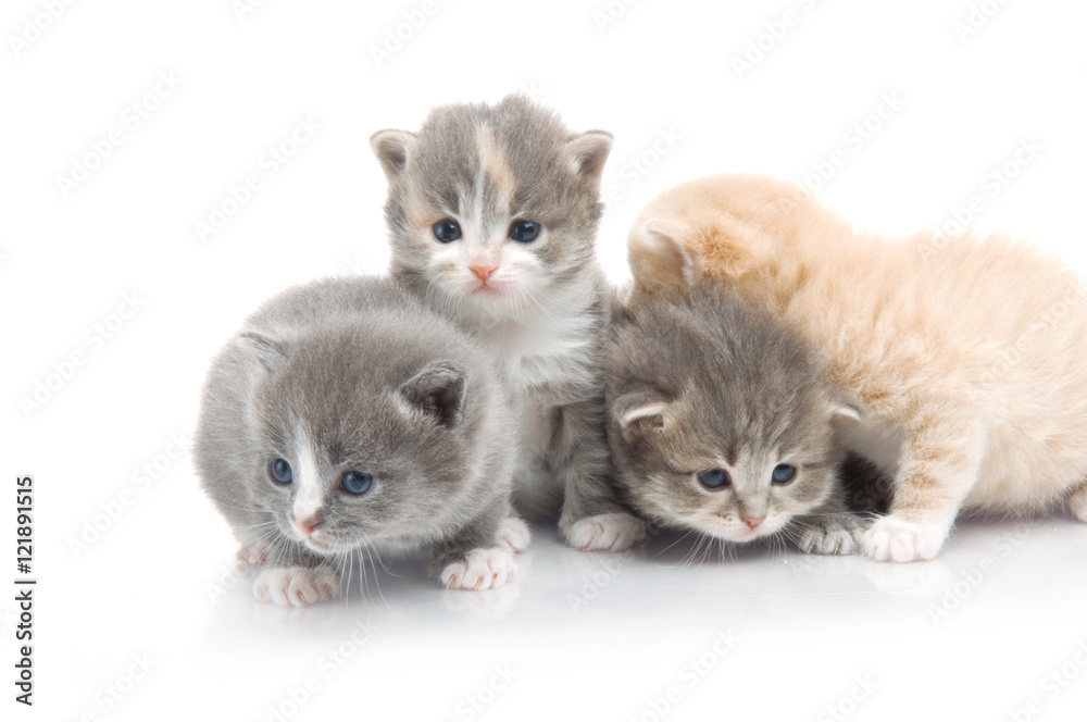 little fluffy kitten makes the first steps little fluffy kitten makes the first steps