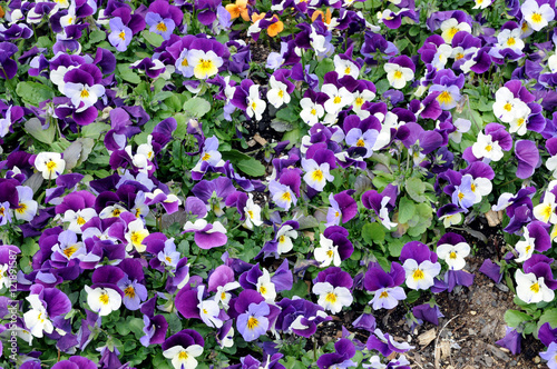 pansy flowers