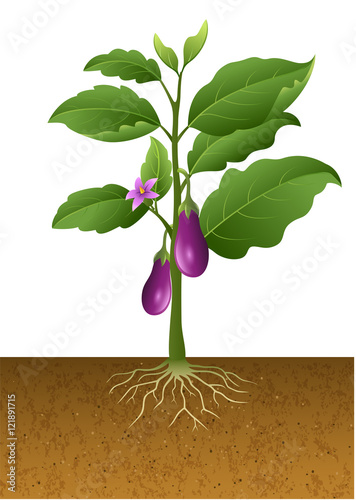 Eggplants plant on the tree illustration