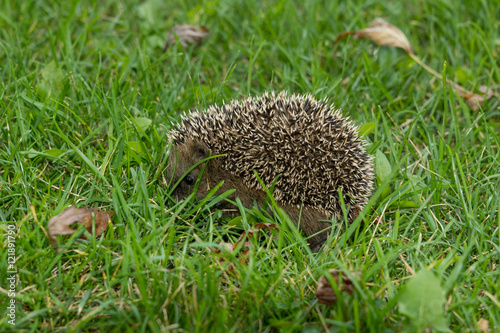 Igel im Garten