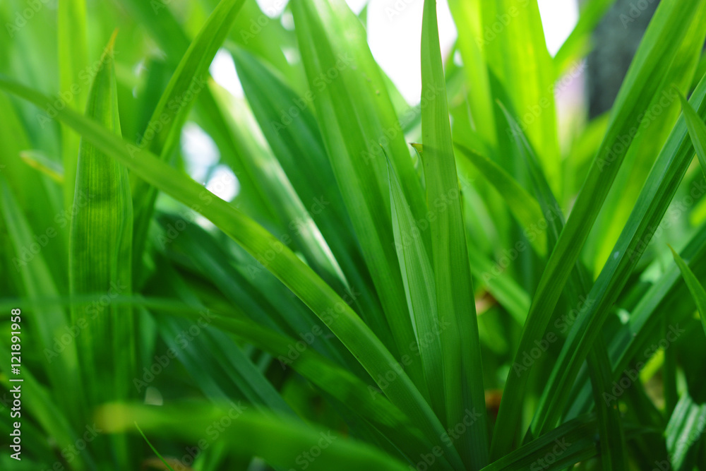 green pandan leaf growing in the garden. green pandan leaf growing in the garden.