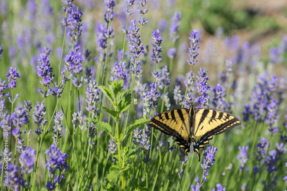 Obraz premium Tiger Swallowtail butterfly on blooming lavendar