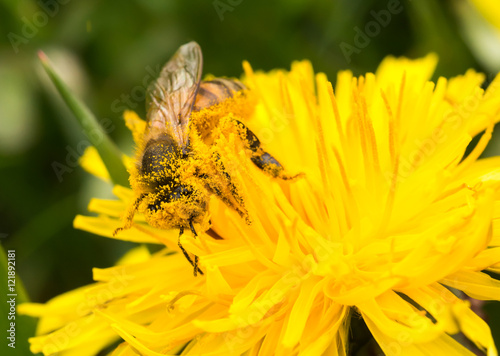 Honeybee covered in pollen on a dandelion flower