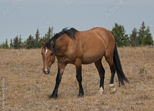 Wild Horse Dun Buckskin Stallion on Sykes Ridge in the Pryor Mountain wild horse range in Montana – Wyoming USA