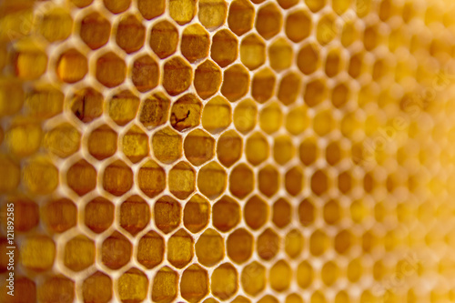 Honeycombs Filled With Honey Closeup