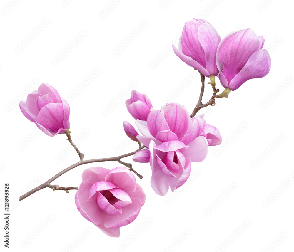 Naklejka premium magnolia flower