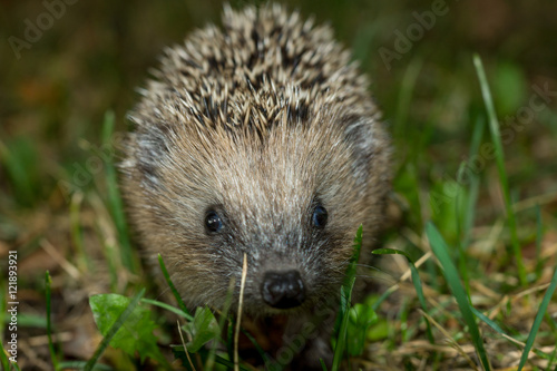 Igel im Garten