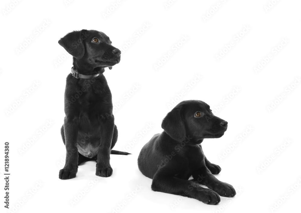 Cute Labrador puppies, isolated on white