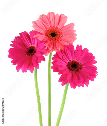 Pink flowers  isolated on white