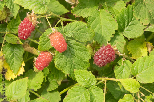 Raspberries with green leaves on a branch