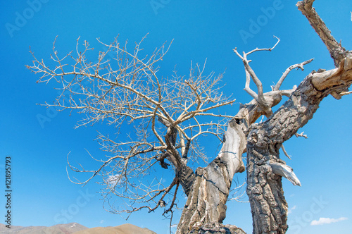 dead tree in desert