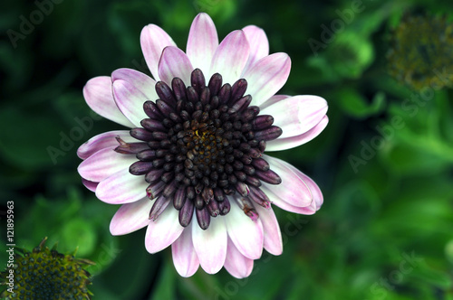 osteospermum daisy photo