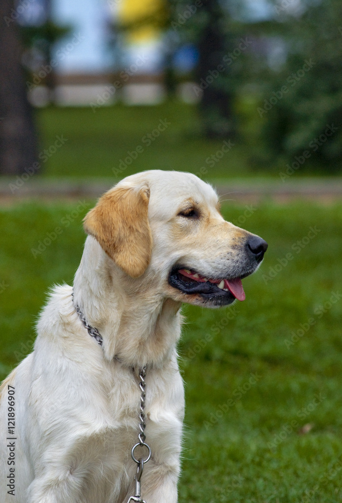 golden Retriever Close-up in the park