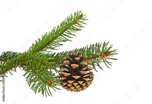 Fir tree branch with cone isolated on a white background. Christ