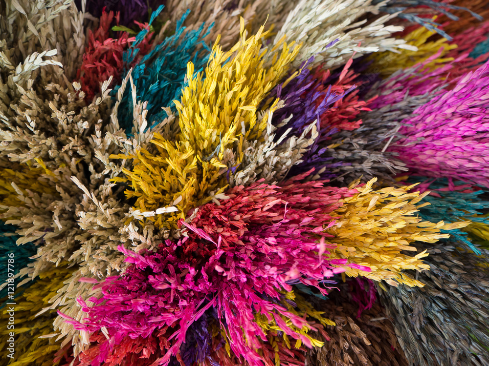 close up of dry grass in different colors