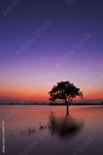 Twilight sunset sky reflect on the water with silhouette tree landscape © Sync