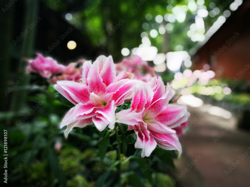 Obraz premium Roselily Elena