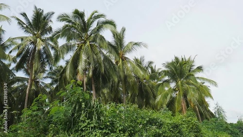 Wallpaper Mural Coconut palm , smooth panning video Torontodigital.ca