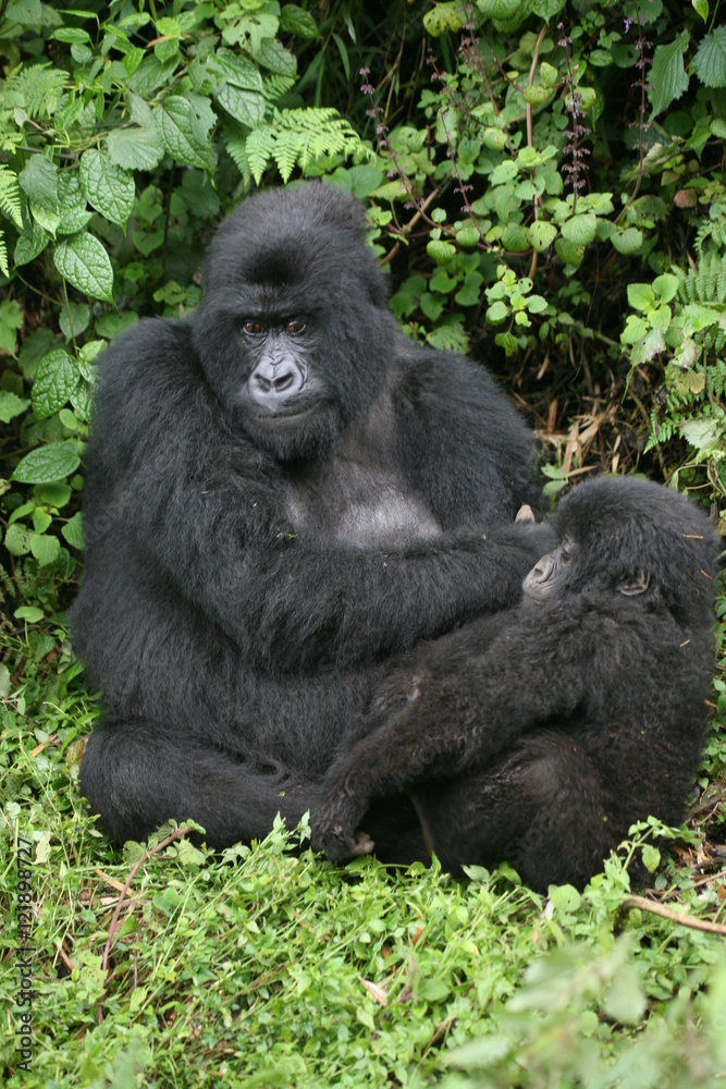 Wild Gorilla animal Rwanda Africa tropical Forest Wild Gorilla animal Rwanda Africa tropical Forest