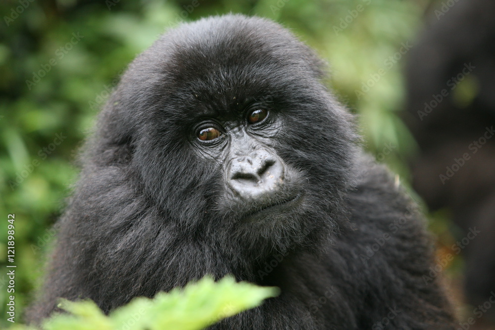 Obraz premium Wild Gorilla animal Rwanda Africa tropical Forest