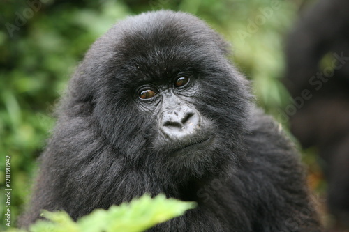 Wild Gorilla animal Rwanda Africa tropical Forest © Valerijs Novickis